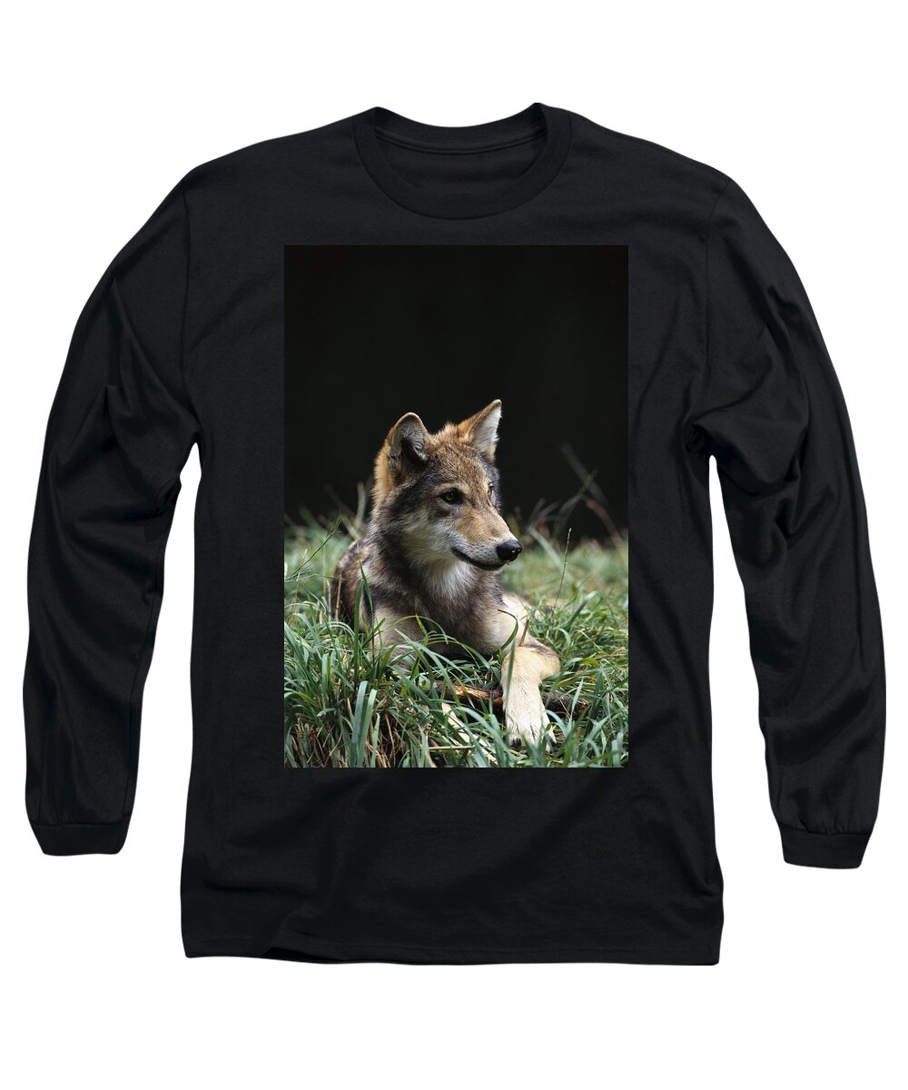 Mp Long Sleeve T-Shirt featuring the photograph Timber Wolf Canis Lupus Portrait by Gerry Ellis