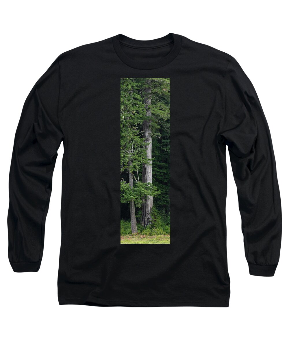 Redwoods Long Sleeve T-Shirt featuring the photograph Towering by Greg Nyquist
