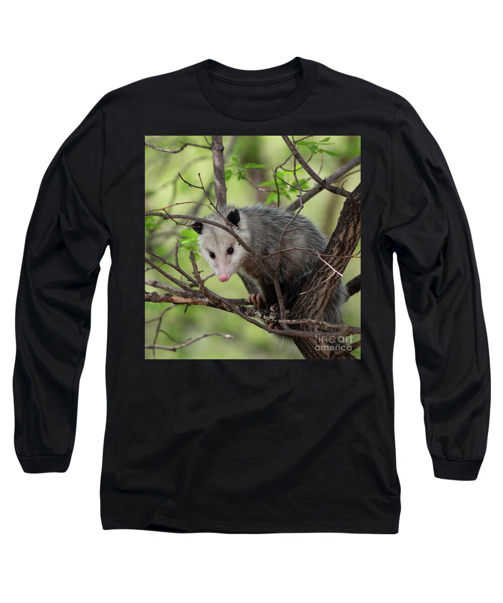 Virginia Opossum Long Sleeve T-Shirt featuring the photograph Virginia Opossum by Natural Focal Point Photography