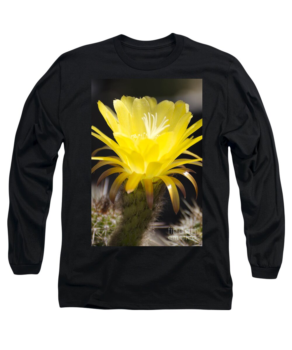 Cactus Long Sleeve T-Shirt featuring the photograph Yellow cactus flower by Jim And Emily Bush