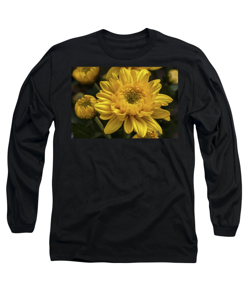 Flower Long Sleeve T-Shirt featuring the photograph Yellow chrysanthemum flower by Tim Abeln