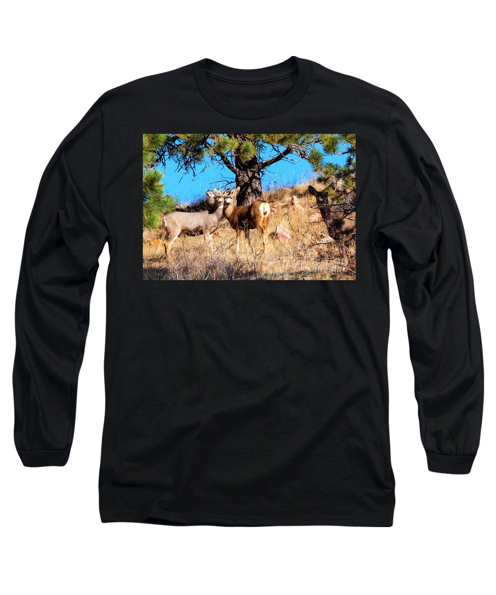 Deer Long Sleeve T-Shirt featuring the photograph Deer Herd on Mountain by Steven Krull
