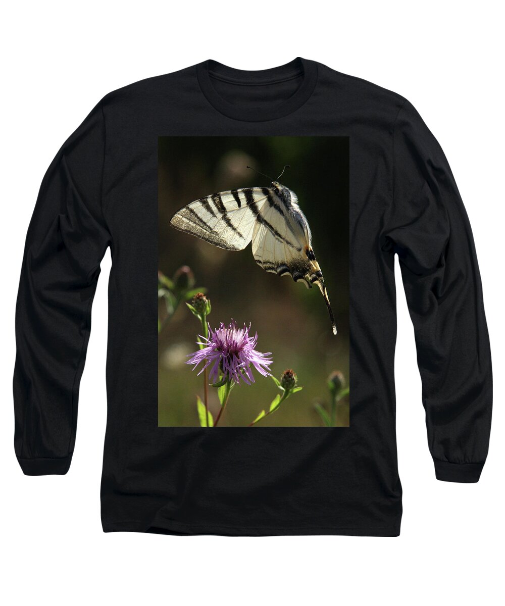 Farfalle Long Sleeve T-Shirt featuring the photograph Farfalla Macaone by Simone Lucchesi
