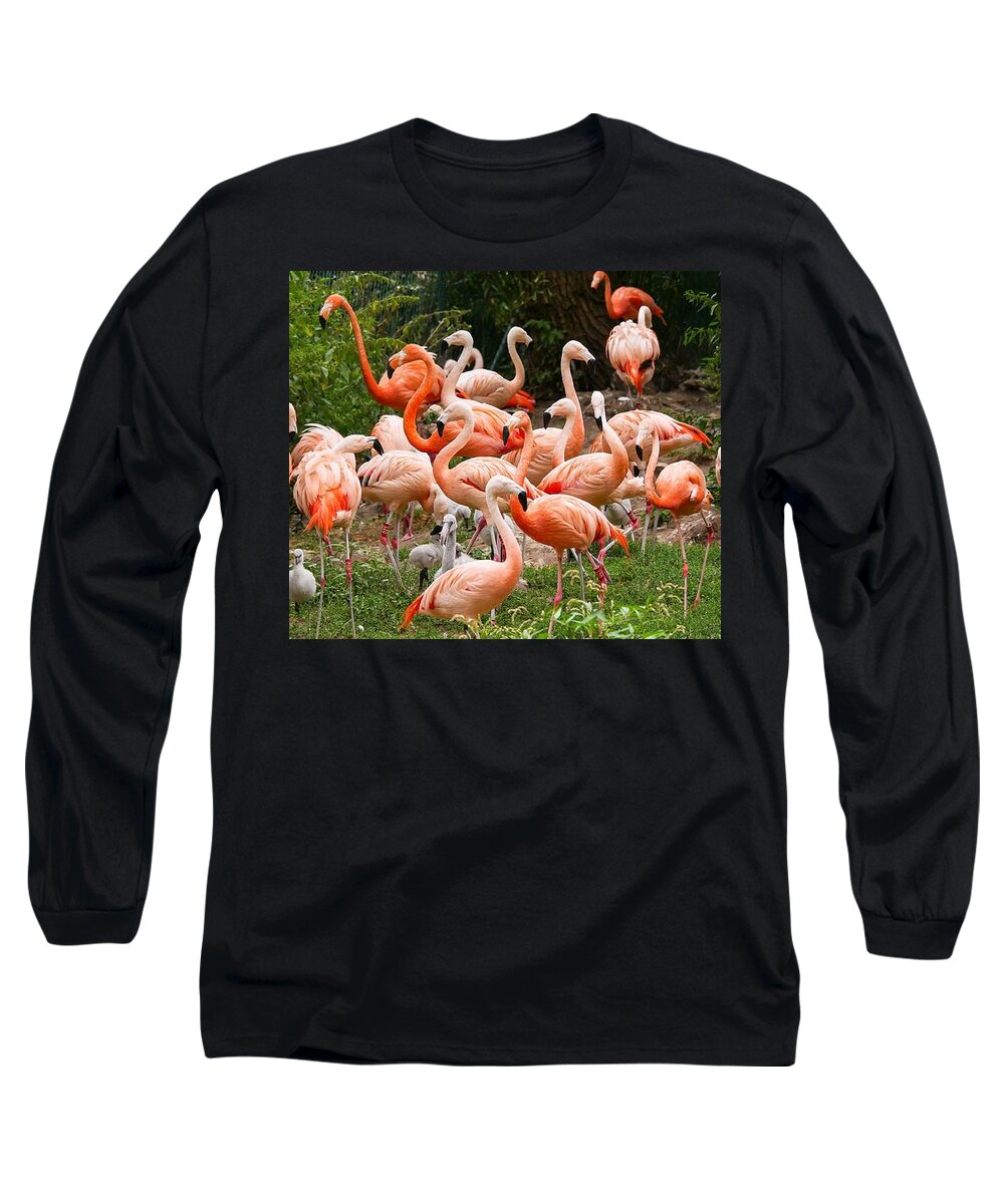 Cute Long Sleeve T-Shirt featuring the photograph Flamingos outdoors by Top Wallpapers