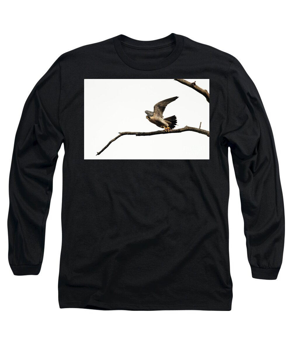 Peregrine Falcon Long Sleeve T-Shirt featuring the photograph Peregrine Falcon Taking Off by Sam Rino