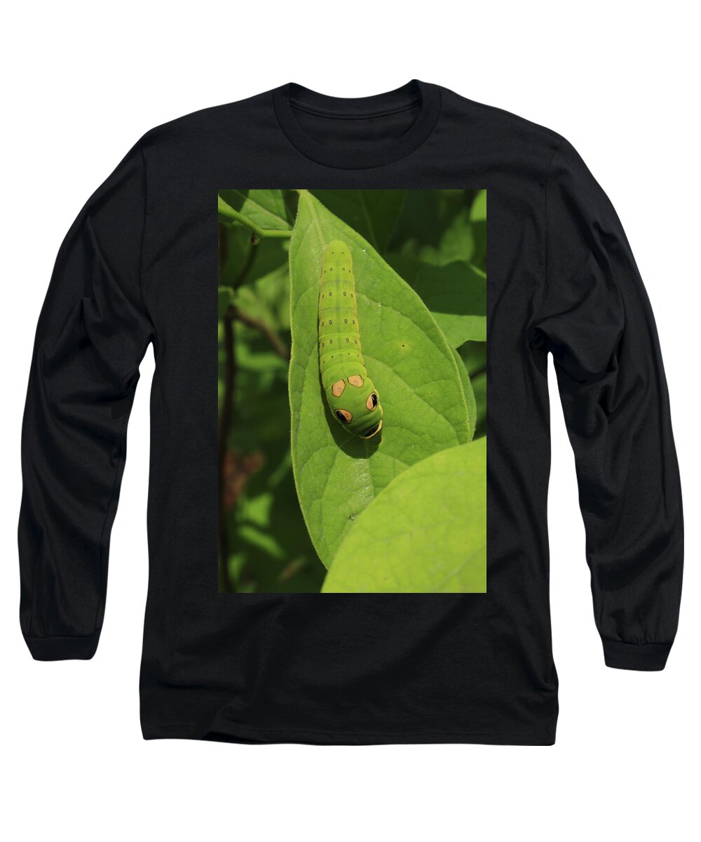 Caterpiller Long Sleeve T-Shirt featuring the photograph Spicebush Swallowtail Caterpillar by Karen Ruhl