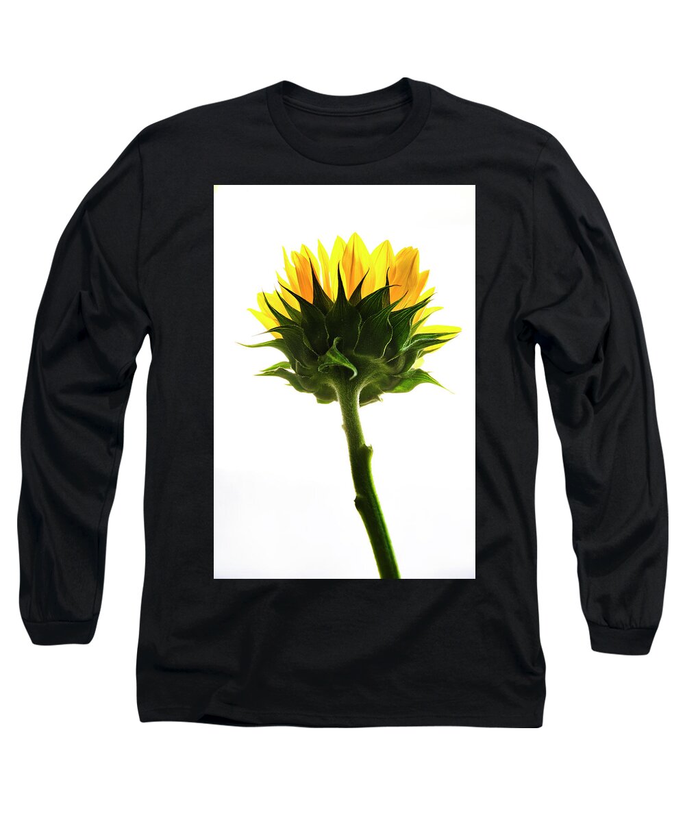 Sunflower Long Sleeve T-Shirt featuring the photograph Sunflower Reaching by John Hansen