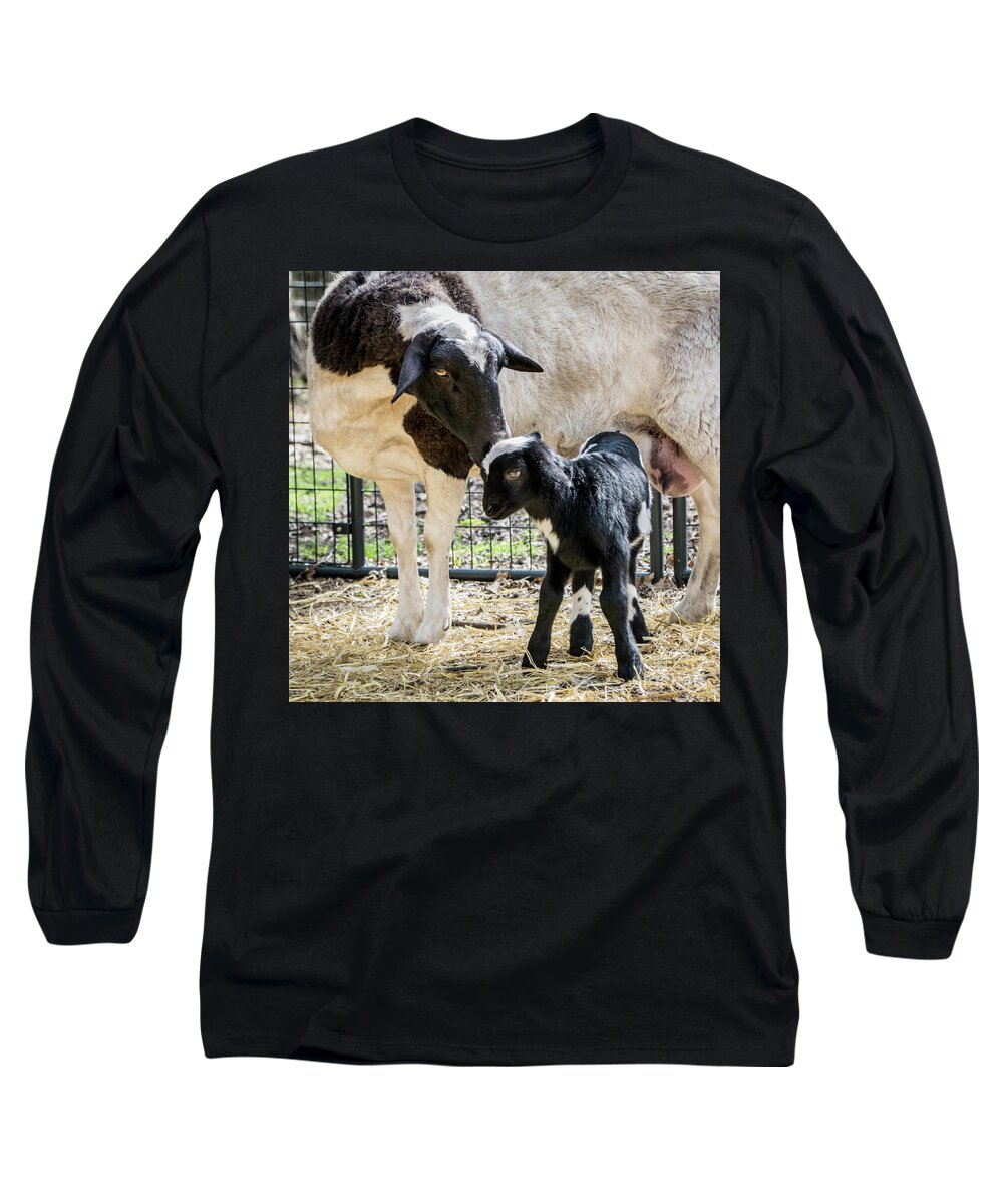 Sheep Long Sleeve T-Shirt featuring the photograph Sweet Baba and Pepe by Cheryl McClure