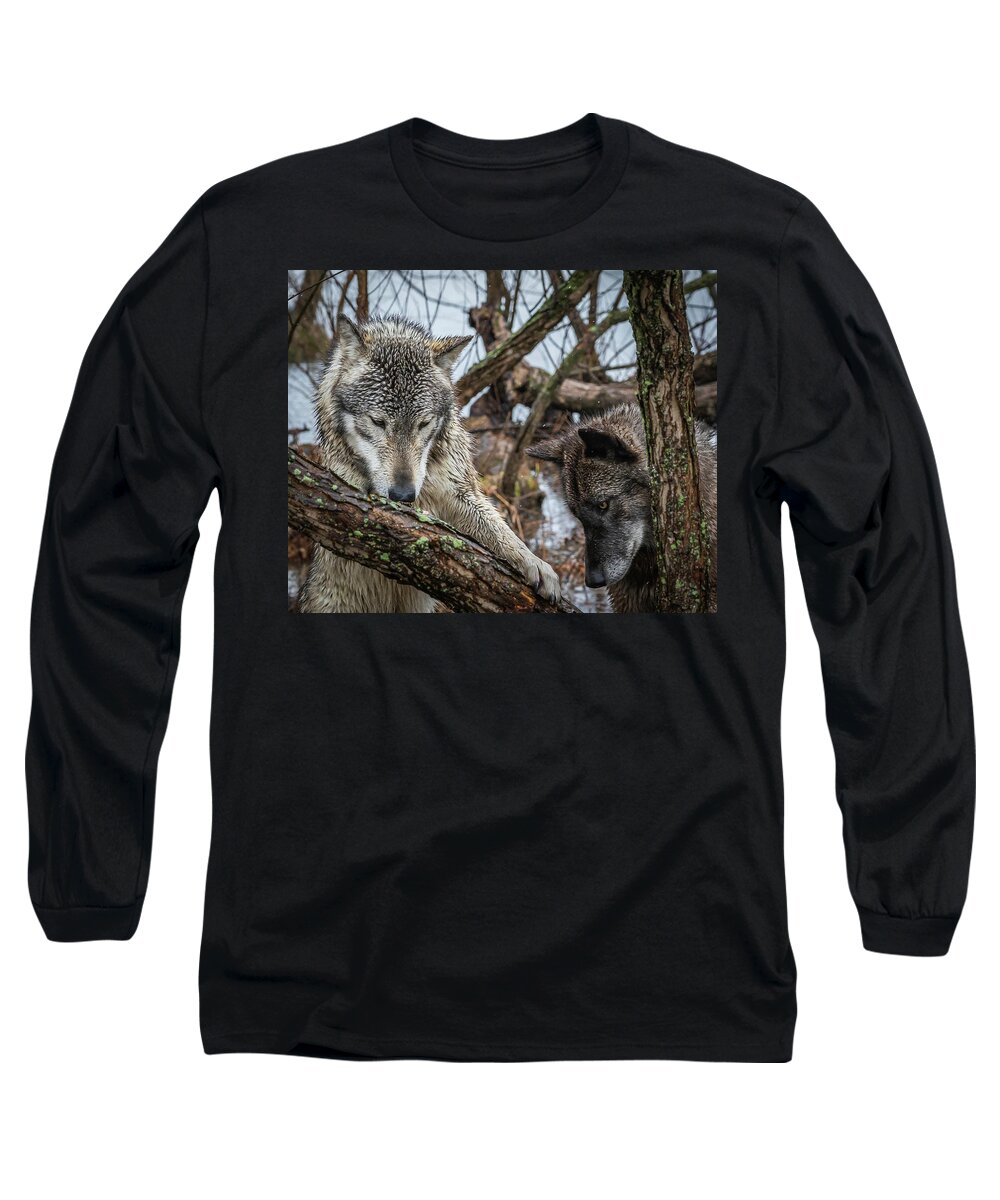 Black Wolf Wolves Long Sleeve T-Shirt featuring the photograph Whatta Ya Got by Laura Hedien
