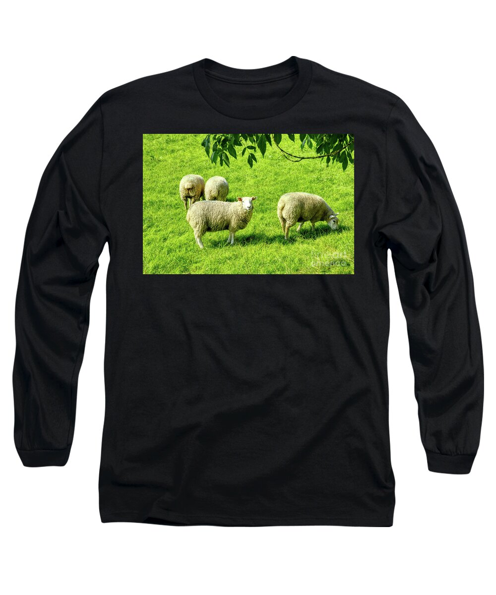 Sheep Long Sleeve T-Shirt featuring the photograph A flock of sheep in a field in Heywood, Grt Manchester, England, UK by Pics By Tony