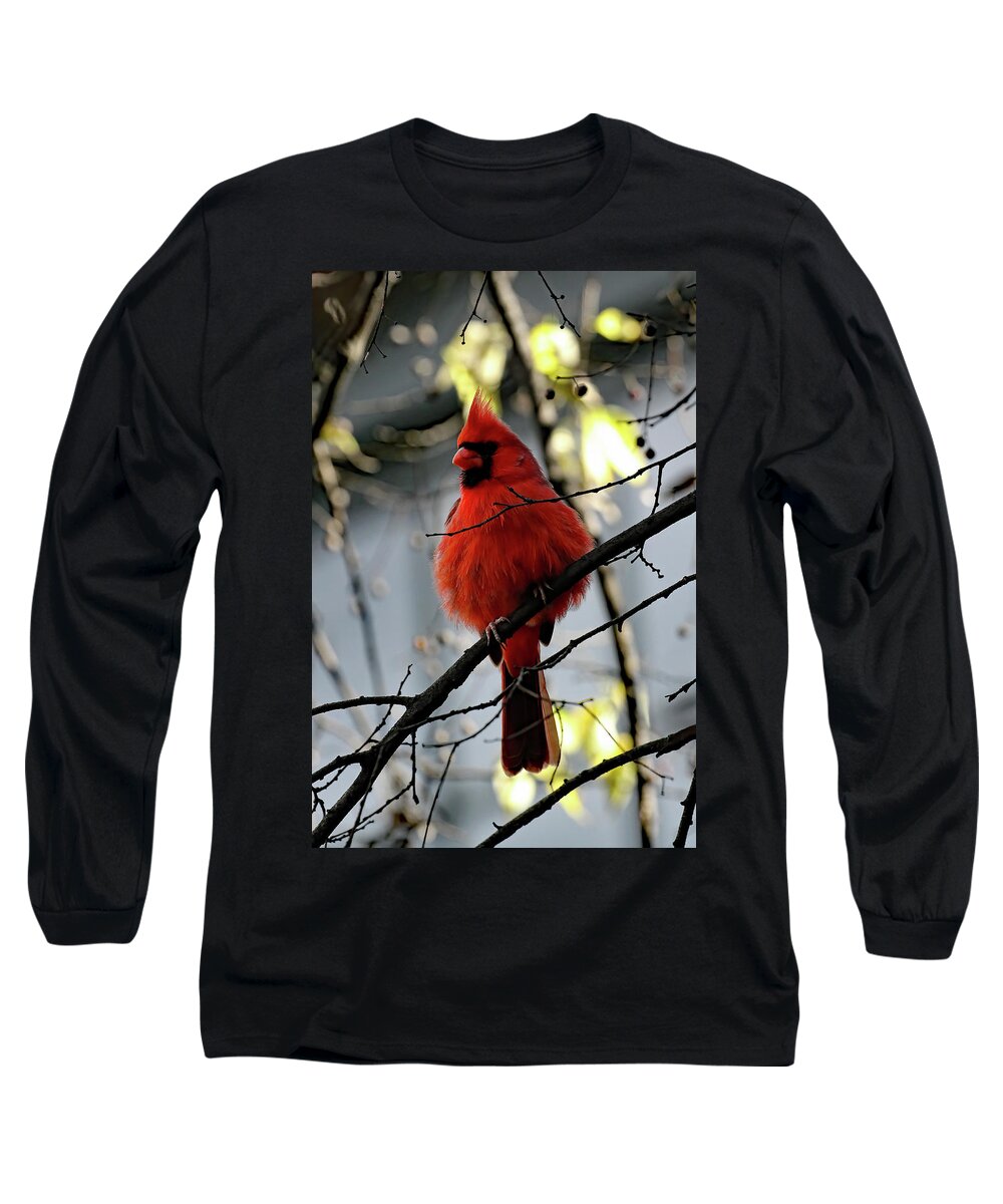 Cardinal Long Sleeve T-Shirt featuring the photograph All Fluff    by Jennifer Robin