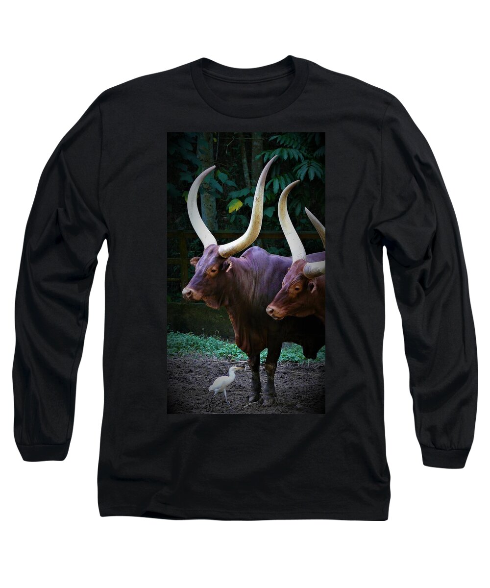 Ankole Cattle Long Sleeve T-Shirt featuring the photograph Ankole Cattle by Robert Bociaga