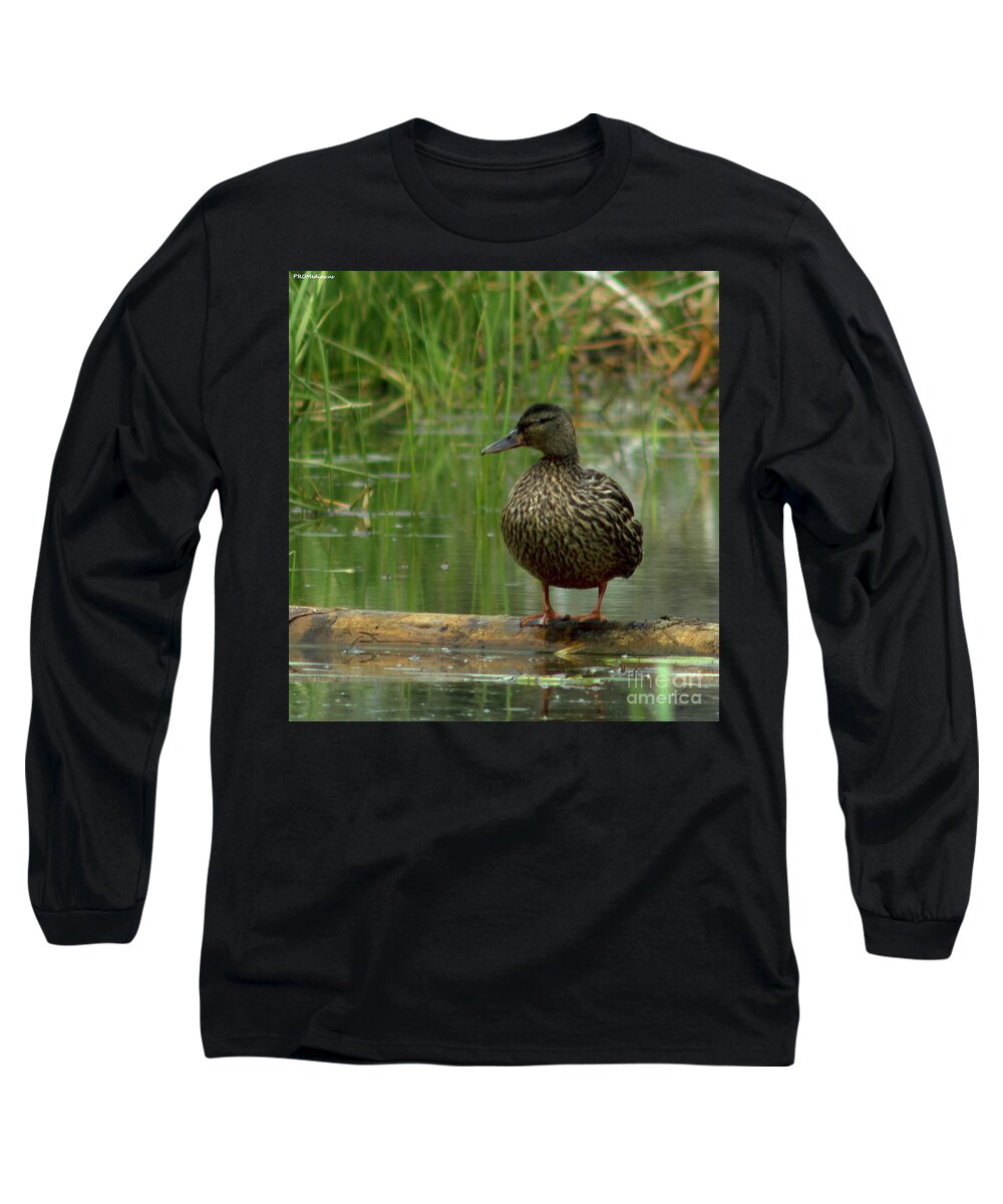 Mallard Long Sleeve T-Shirt featuring the photograph female mallard duck on a log, El Dorado national forest, U.S.A. by PROMedias US