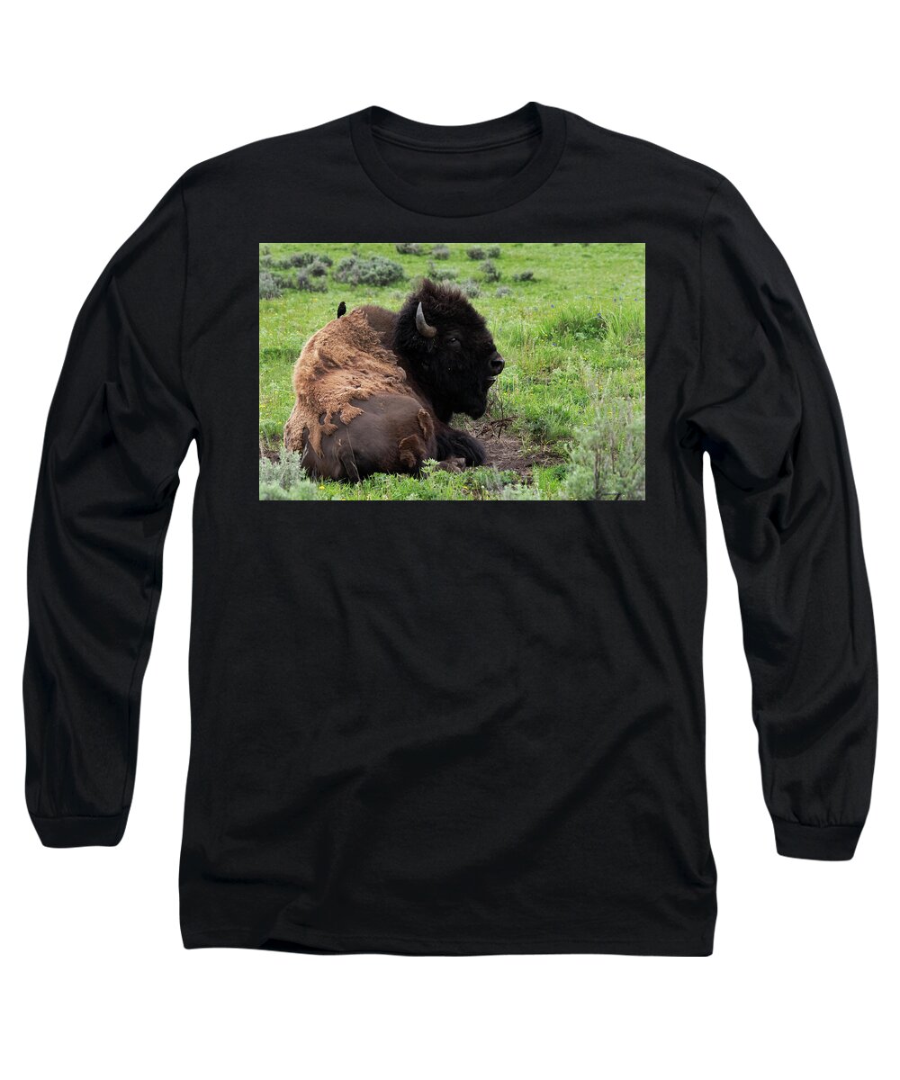 Bison In Yellowstone Giving A Rid To A Bird Long Sleeve T-Shirt featuring the photograph They won't leave me alone by Carolyn Hall