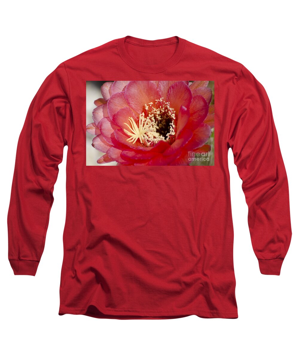 Cactus Long Sleeve T-Shirt featuring the photograph Red cactus flower #3 by Jim And Emily Bush