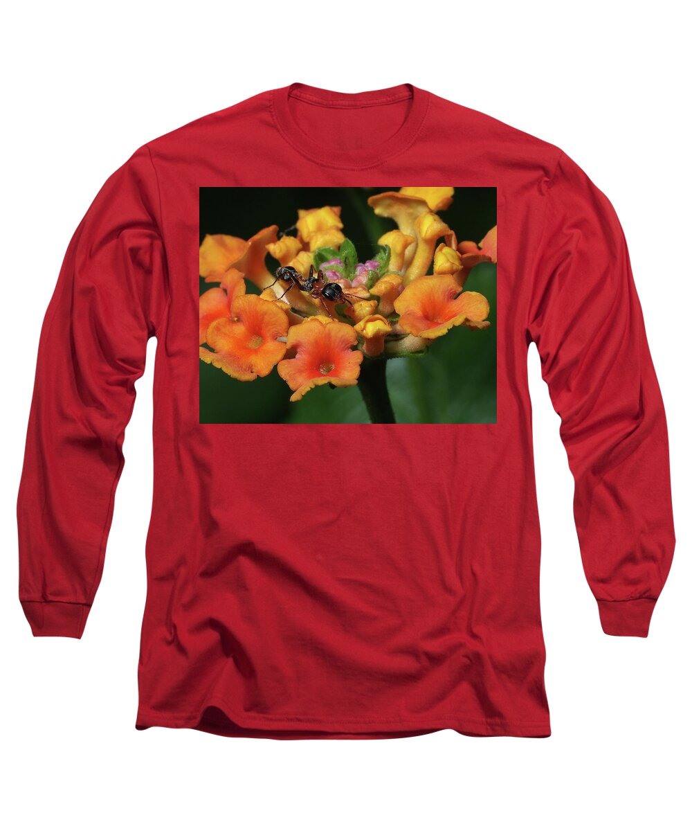 Insects Long Sleeve T-Shirt featuring the photograph Ant on Plant by Richard Rizzo