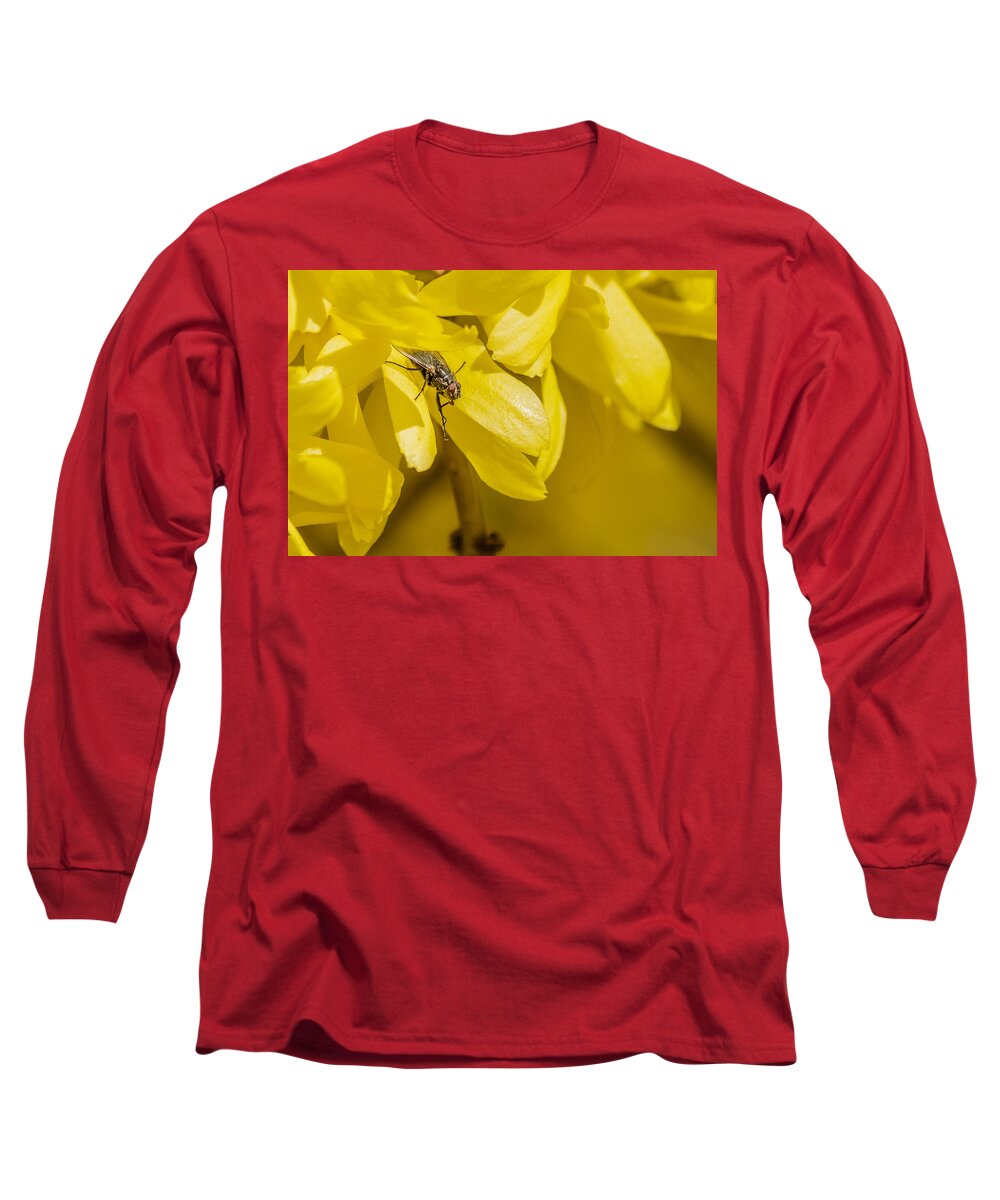 Cyclorrhapha Long Sleeve T-Shirt featuring the photograph Common Housefly on yellow flower by SAURAVphoto Online Store