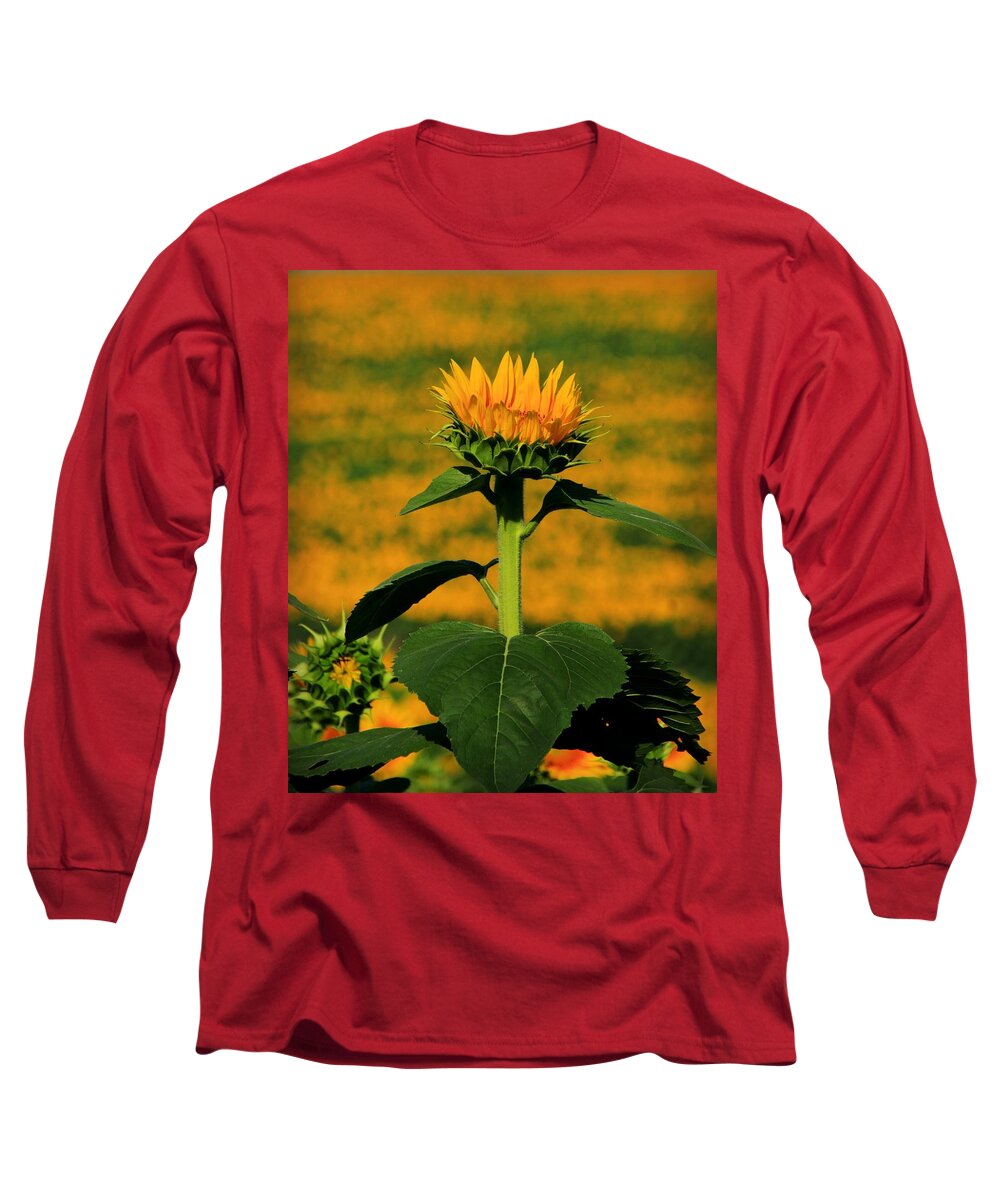 Grinter Long Sleeve T-Shirt featuring the photograph Field of Gold by Chris Berry