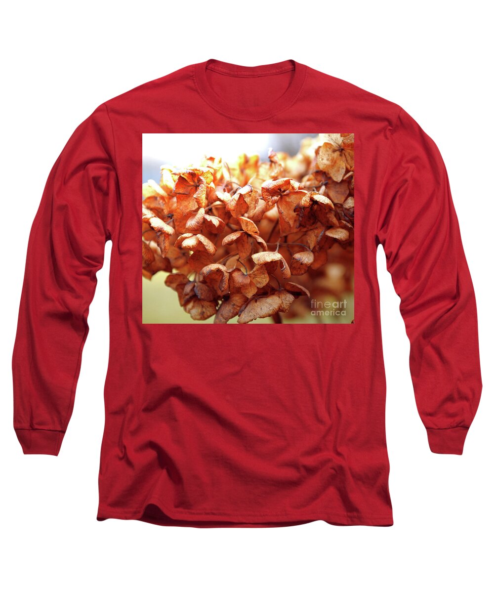 Hydrangea Long Sleeve T-Shirt featuring the photograph Hydrangea In Sunlight by Wilhelm Hufnagl