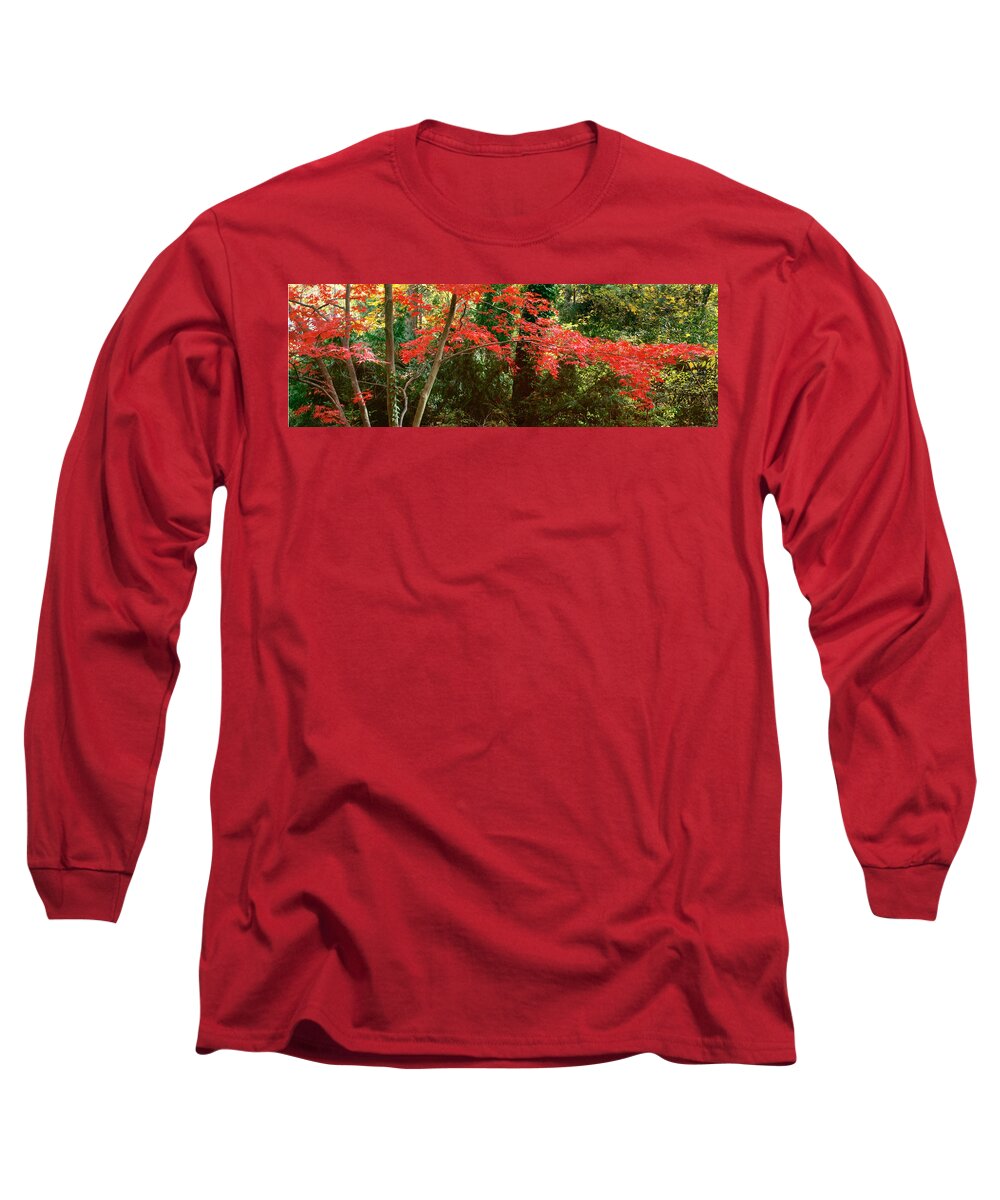 Tree Long Sleeve T-Shirt featuring the photograph Japanese Maple by John Pagliuca