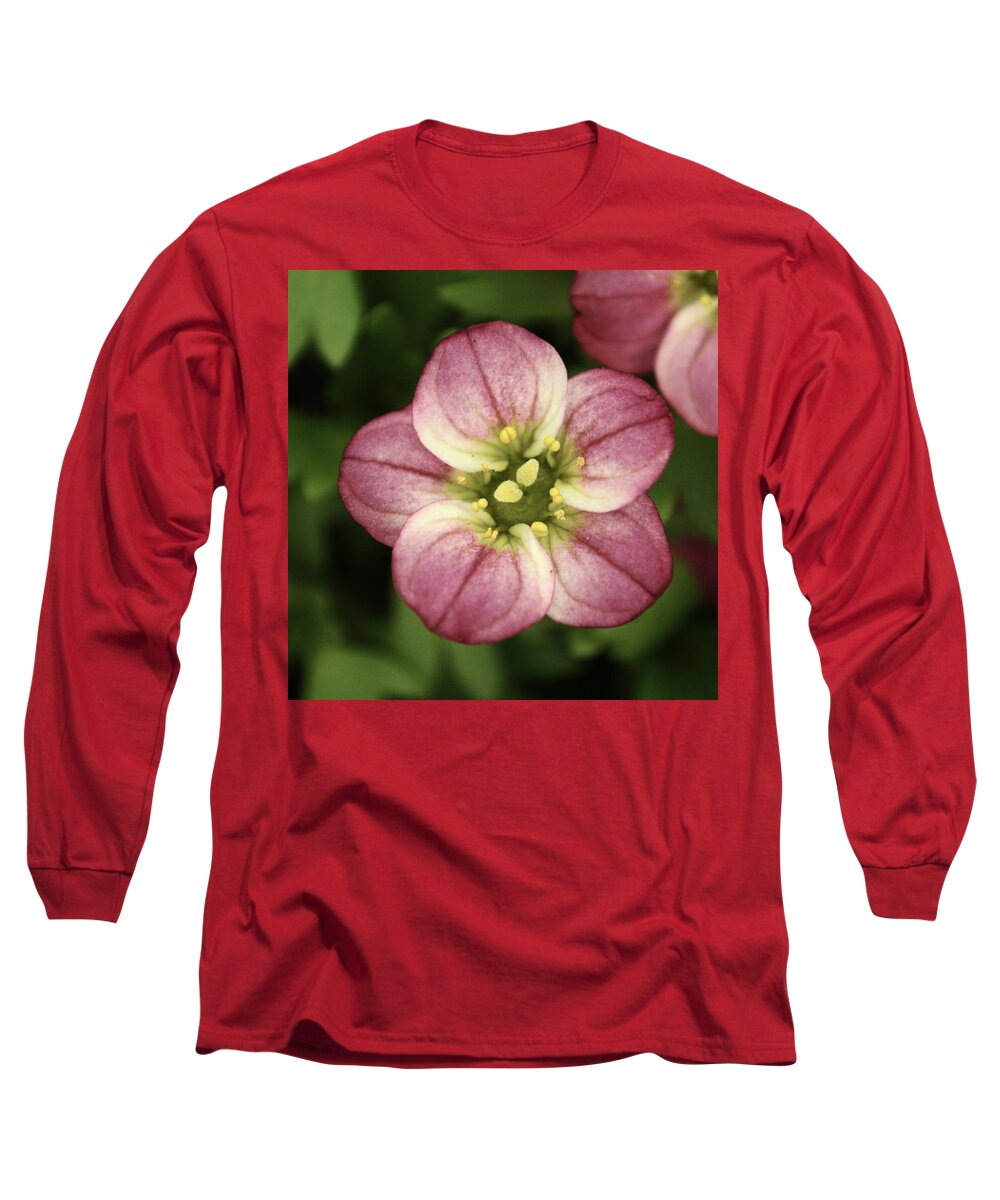 Flower Long Sleeve T-Shirt featuring the photograph Pink Saxifraga by Adrian Wale