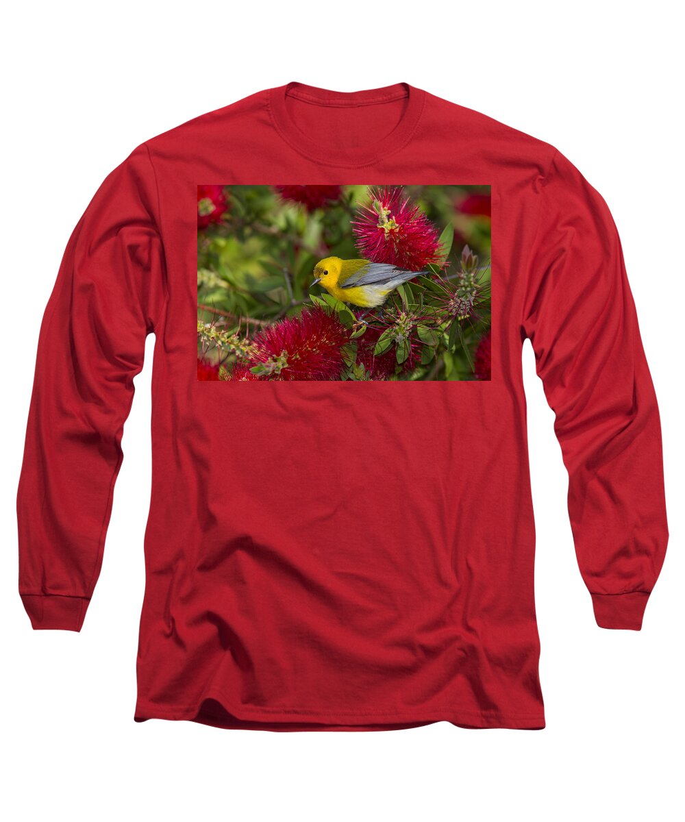 Prothonotary Warbler Long Sleeve T-Shirt featuring the photograph Prothonotary warabler by Kathy Adams Clark
