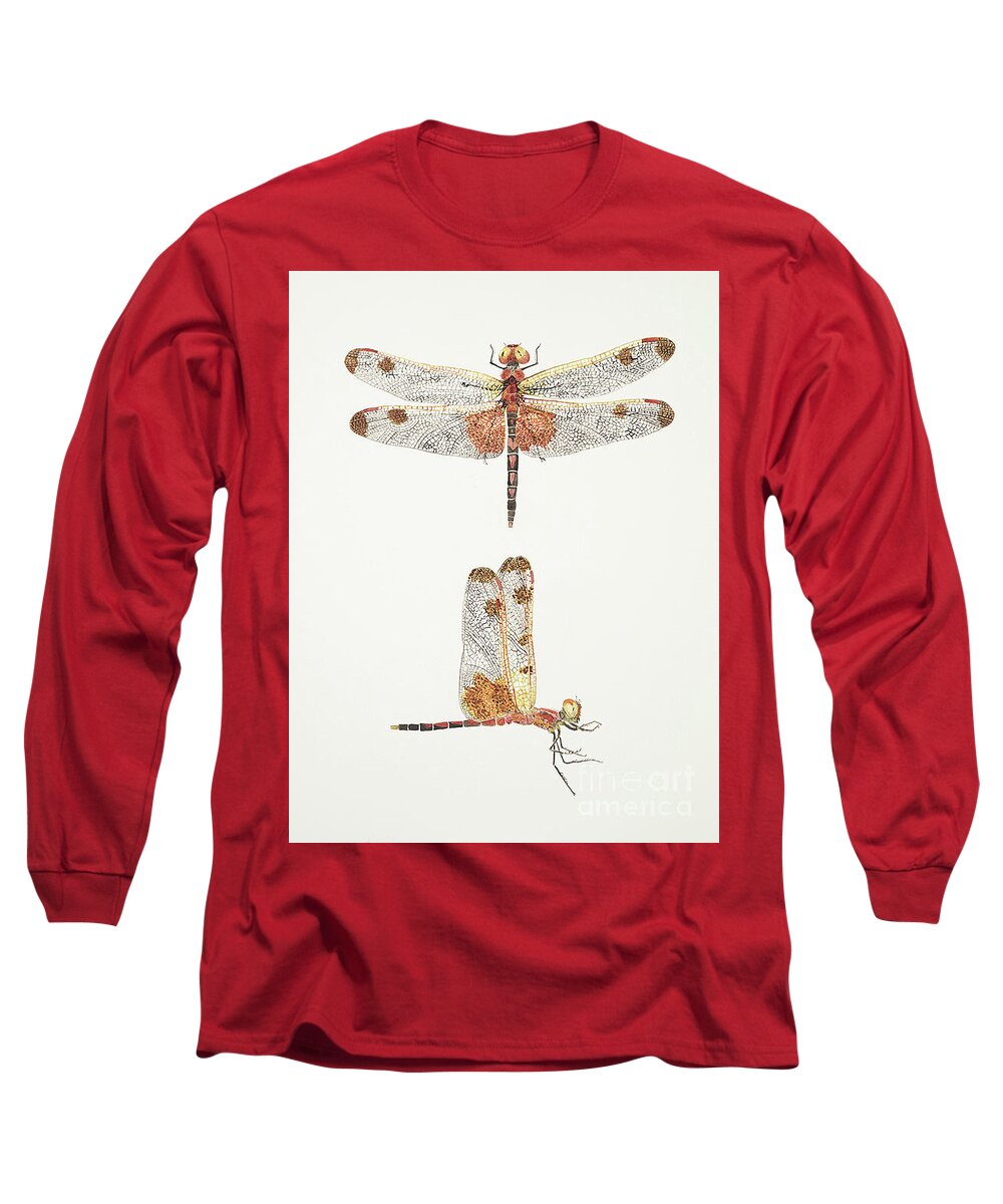 Dragonfly Butterfly Thom Glace Garden Insect Flowers Dragon Long Sleeve T-Shirt featuring the painting Top and Side Views of a Male Calico Pennant Dragonfly by Thom Glace