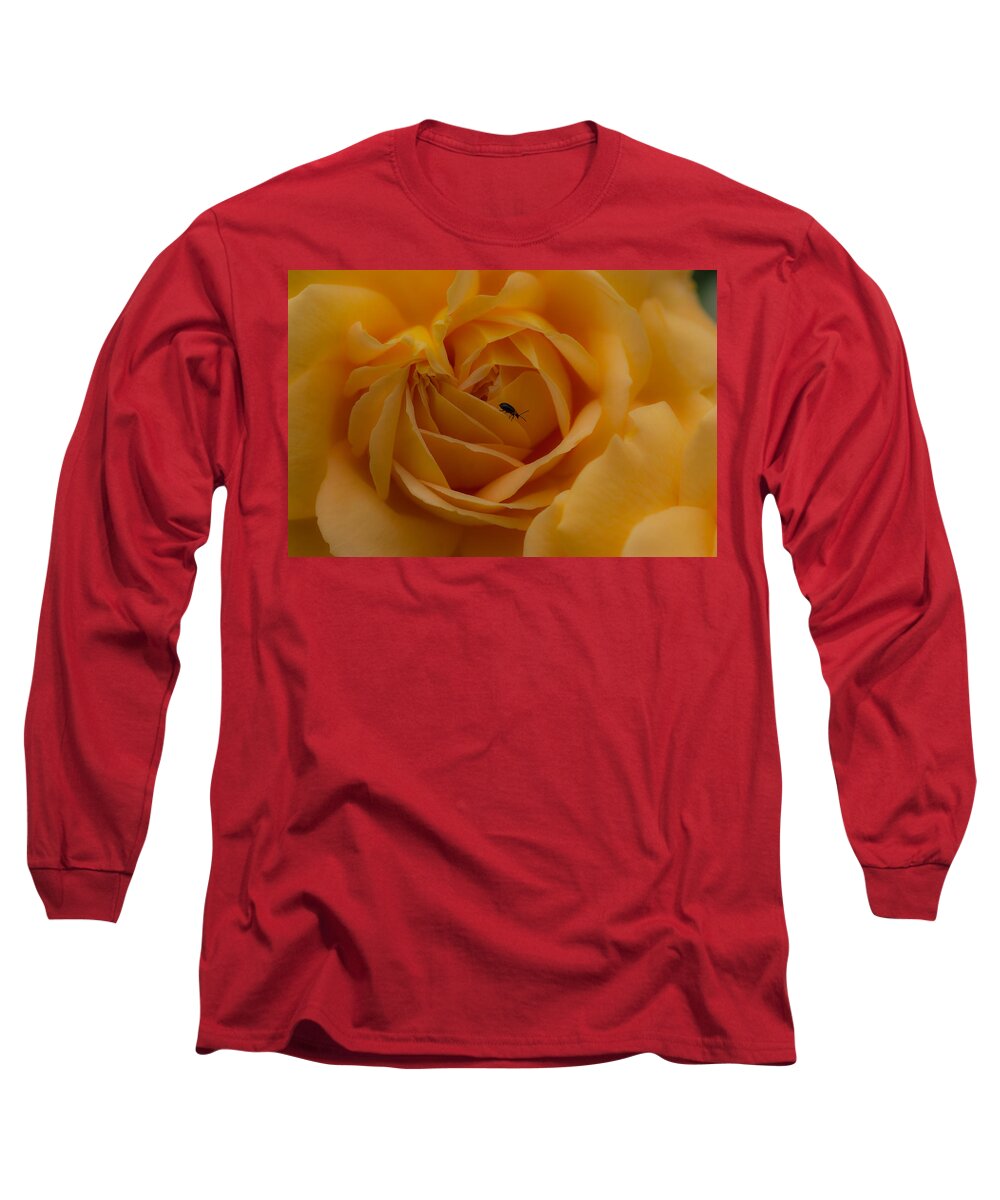 Rose Macro Yellow Nature Flower Close Up Insect Long Sleeve T-Shirt featuring the photograph Yellow rose by Marco Busoni