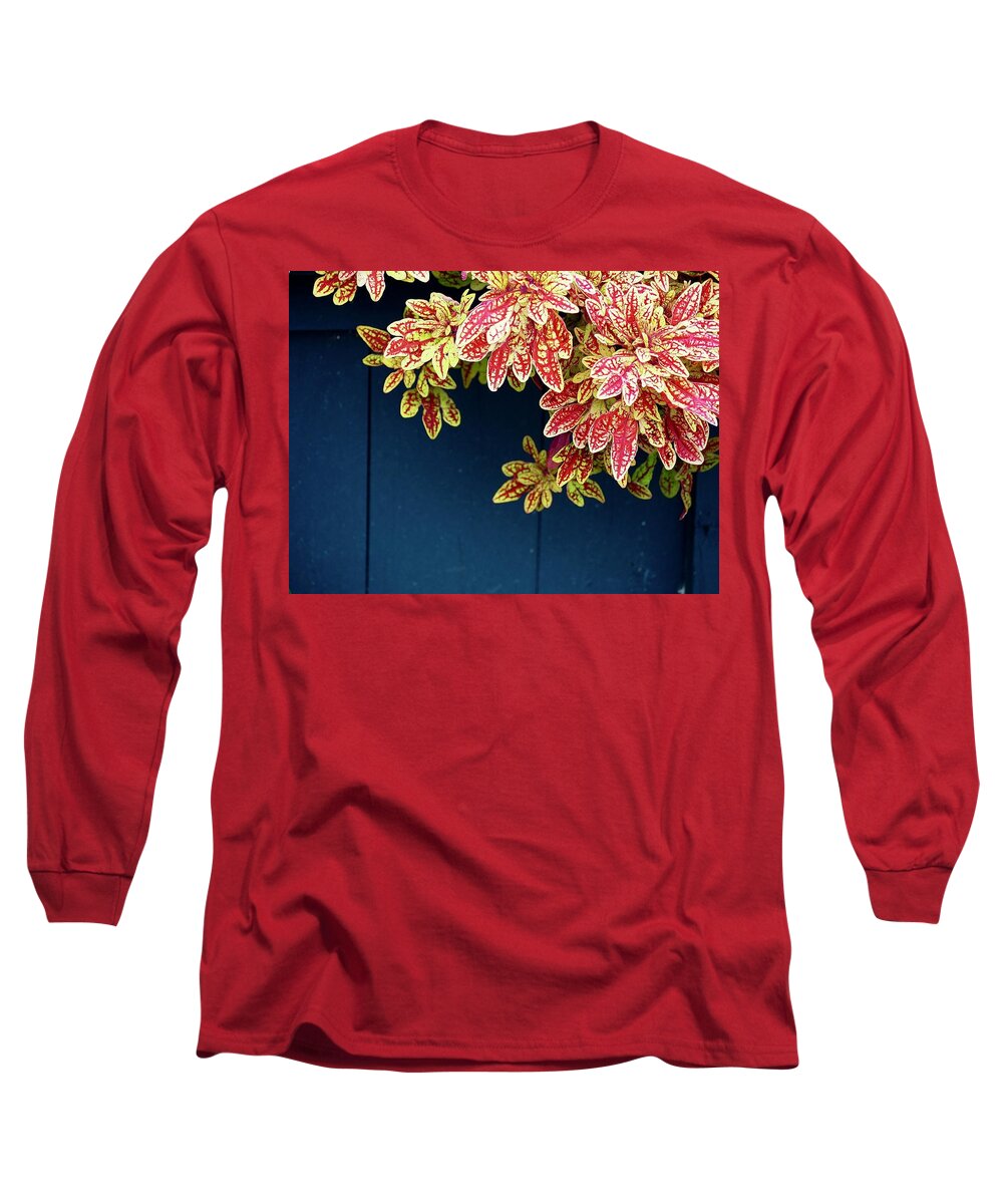 Plant Long Sleeve T-Shirt featuring the photograph Blooms From A Blue Bucket by Alida M Haslett