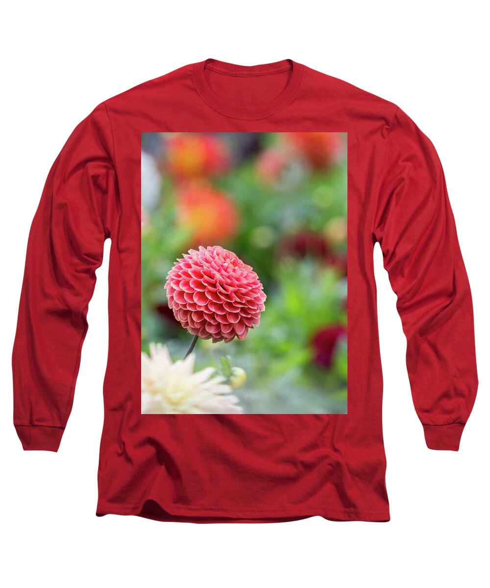 Cheerful Long Sleeve T-Shirt featuring the photograph Bright and cheery pompom dahlia by Anita Nicholson