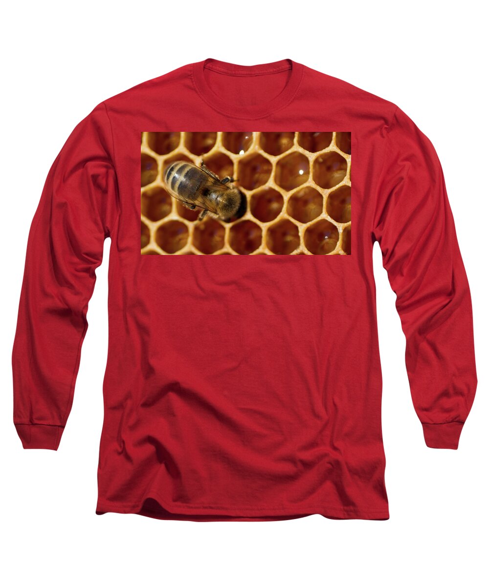 Animal Long Sleeve T-Shirt featuring the photograph Close-up of one bee on honeycomb by Jean-Luc Farges