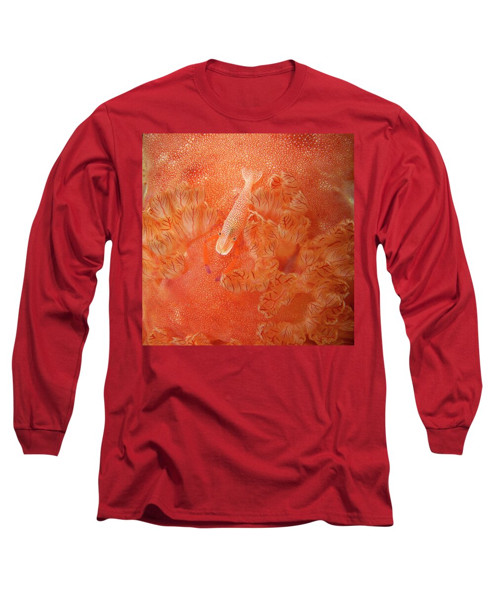 Red Long Sleeve T-Shirt featuring the photograph Shrimp on nudibranch by Artesub