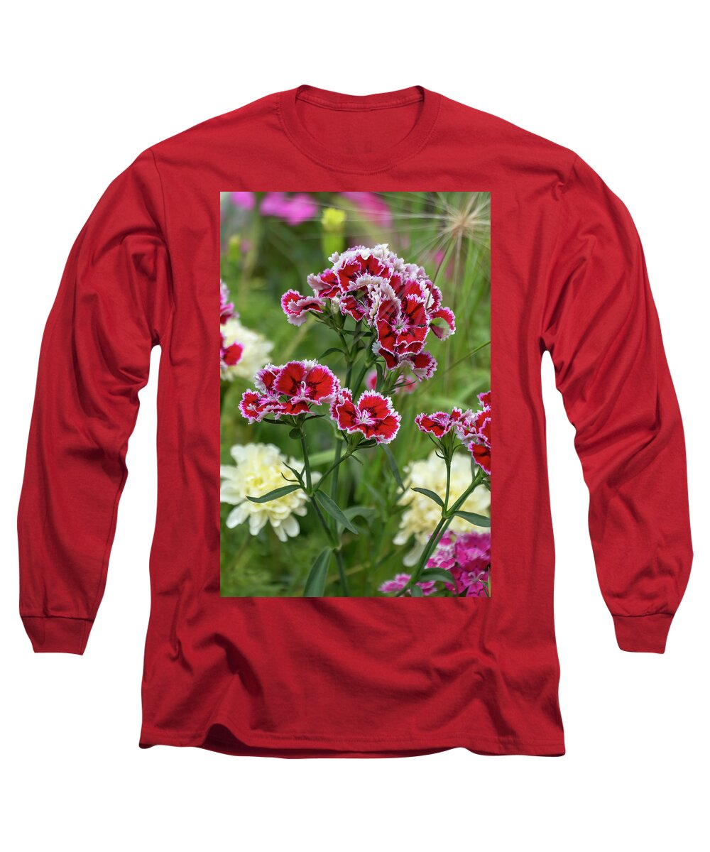 Dianthus Long Sleeve T-Shirt featuring the photograph Sweet William by Dawn Cavalieri