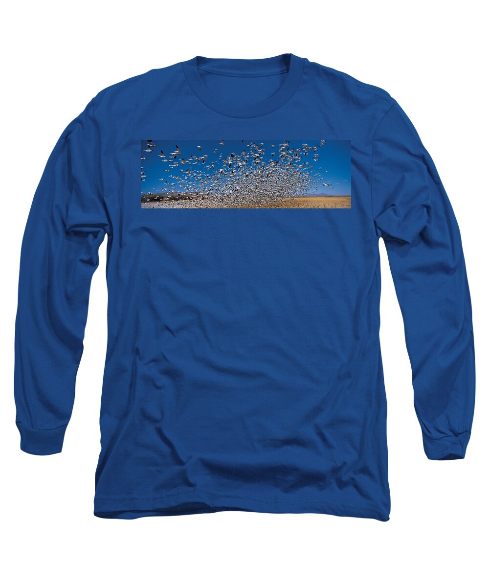 Photography Long Sleeve T-Shirt featuring the photograph Flock Of Snow Geese Chen Caerulescens #1 by Panoramic Images