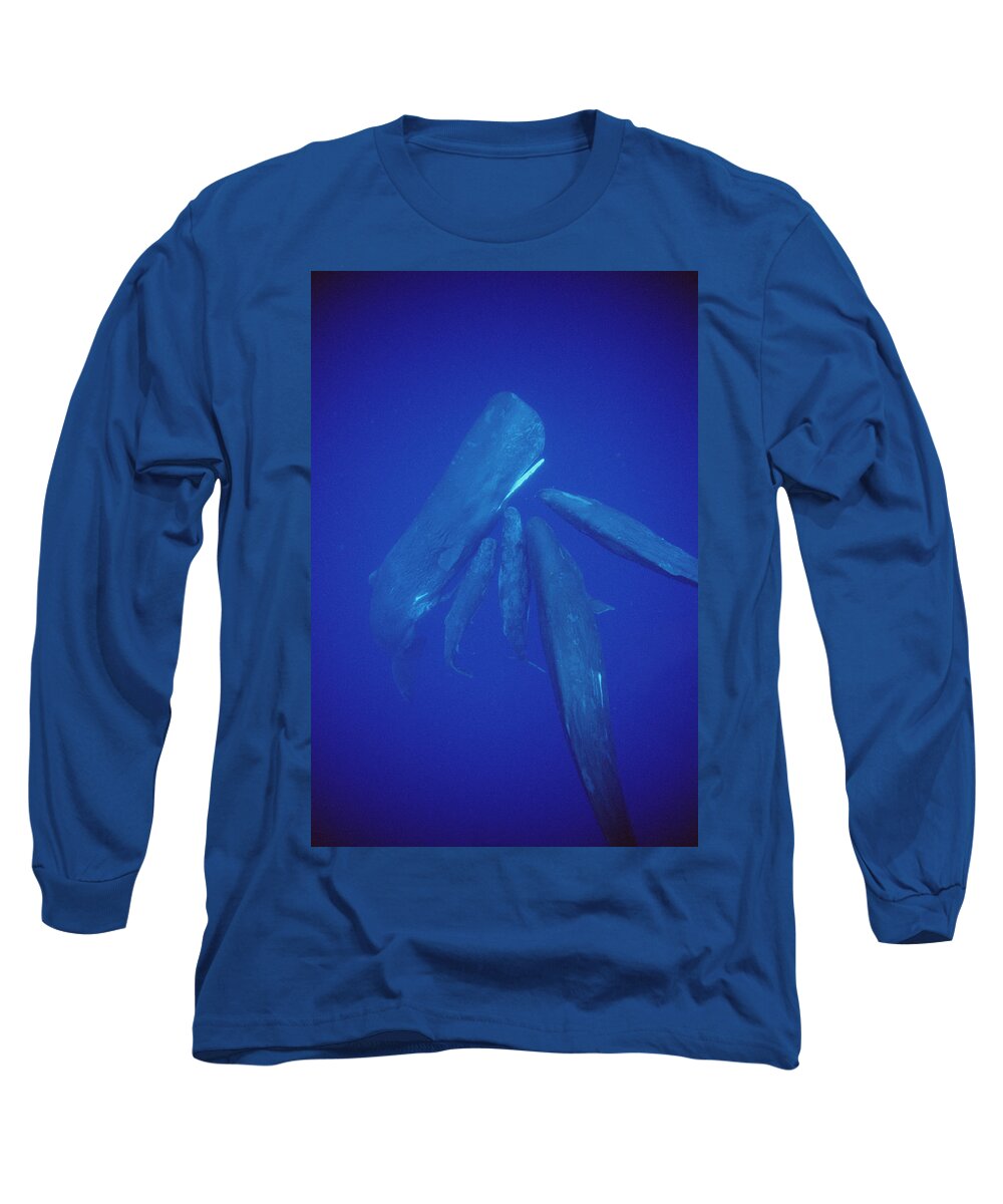 00113845 Long Sleeve T-Shirt featuring the photograph Sperm Whale Pod Socializing Dominica by Flip Nicklin