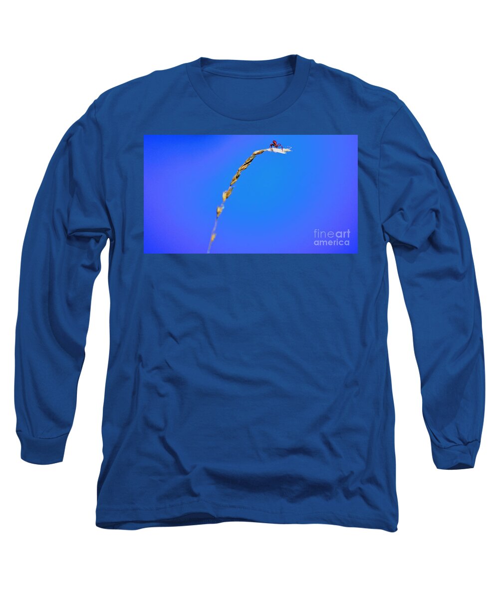 Spider Long Sleeve T-Shirt featuring the photograph Made it to the Top by Merle Grenz
