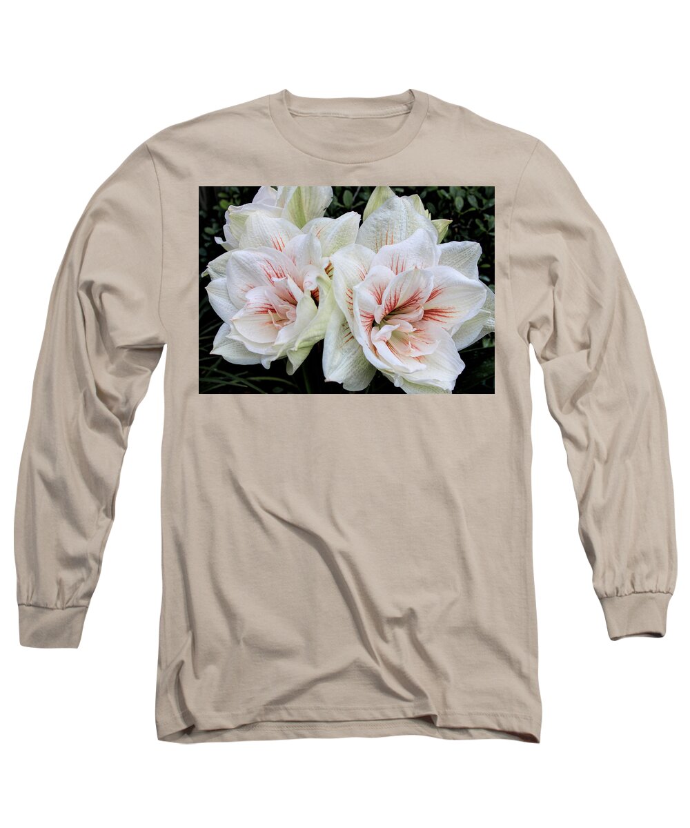 Flower Long Sleeve T-Shirt featuring the photograph Amaryllis Cluster #1 by Dave Bosse
