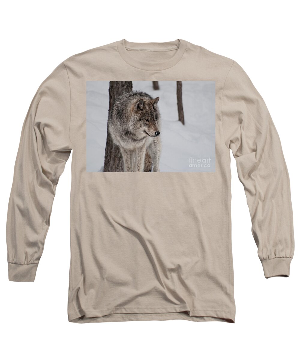 Timberwolf Long Sleeve T-Shirt featuring the photograph Big Bad Wolf by Bianca Nadeau
