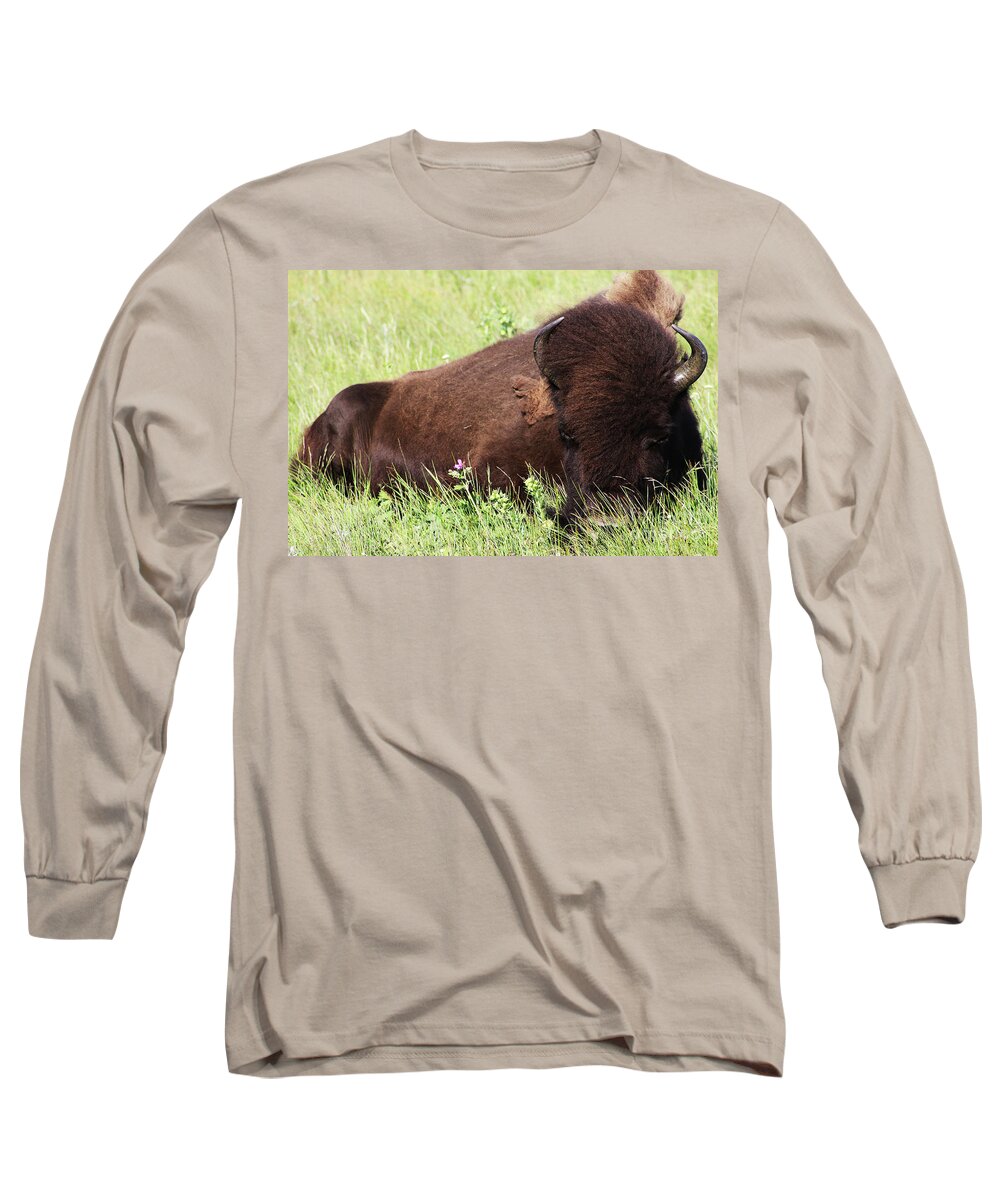 Animal Long Sleeve T-Shirt featuring the photograph Bison Nap by Alyce Taylor