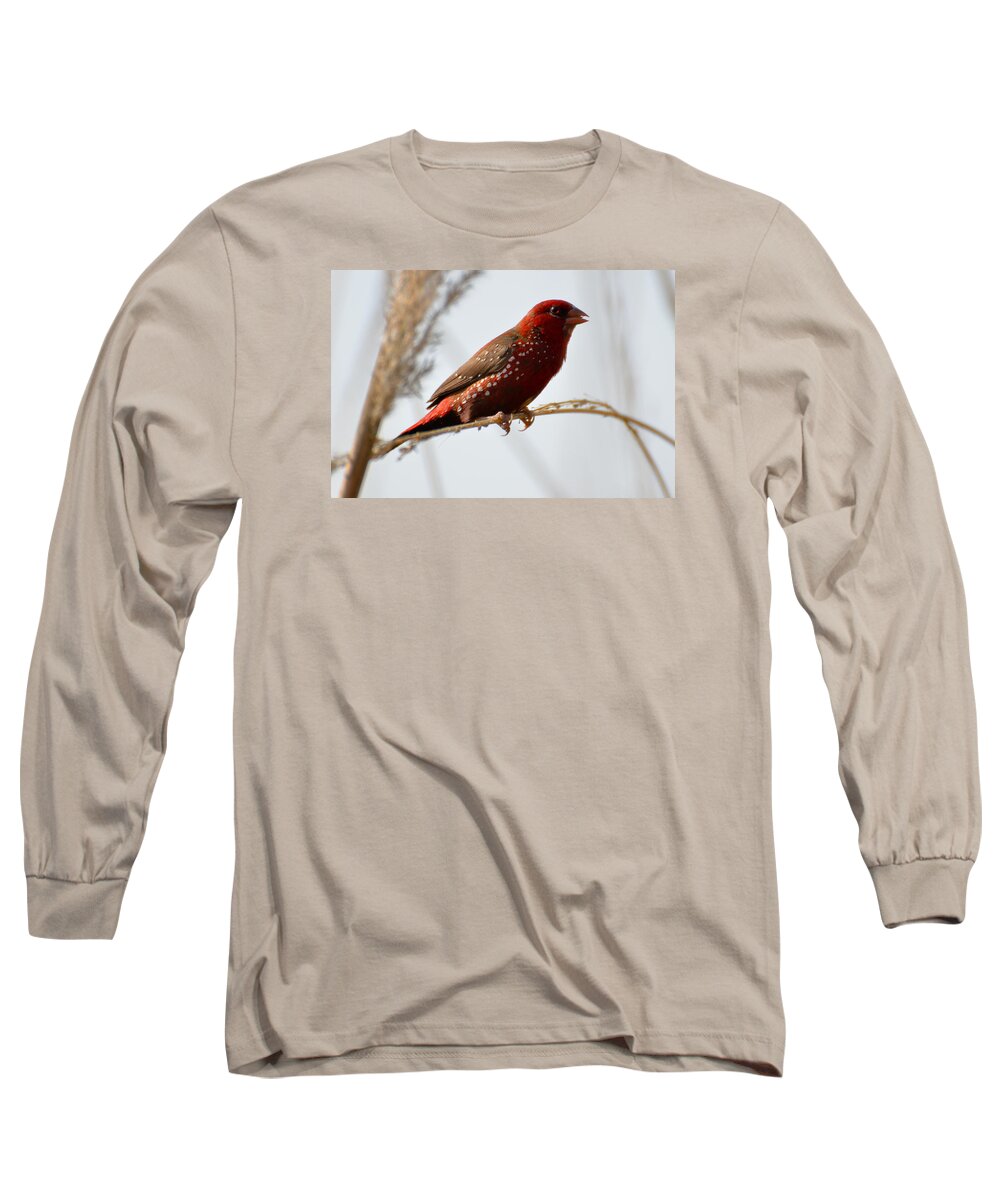 Red Long Sleeve T-Shirt featuring the photograph Colour me Red by Fotosas Photography