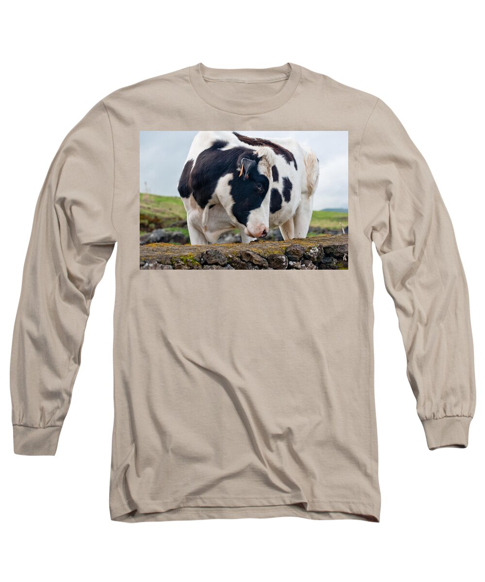 Agriculture Long Sleeve T-Shirt featuring the photograph Cow With Head Turned by Joseph Amaral
