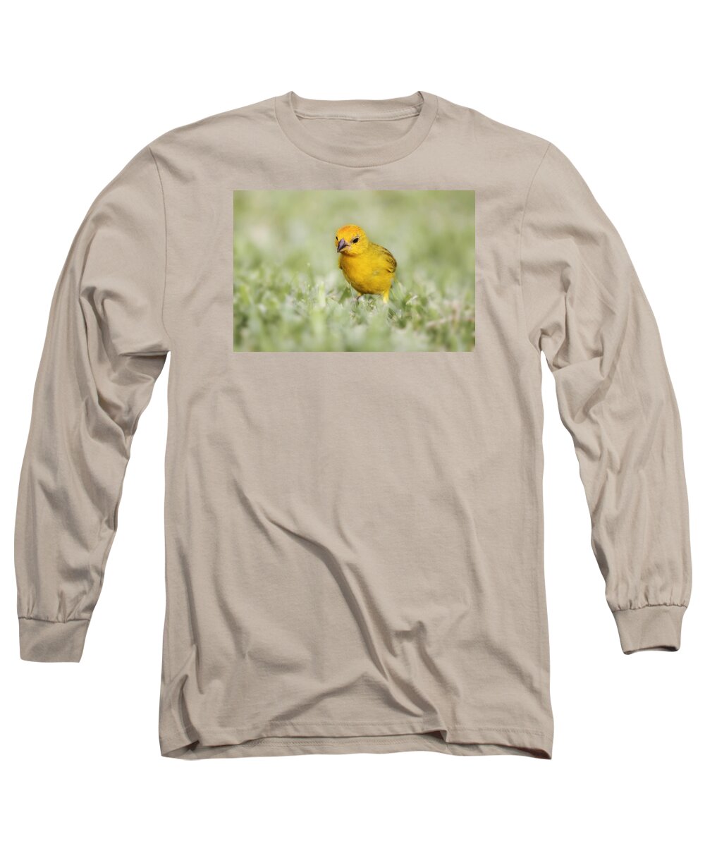 Canary Long Sleeve T-Shirt featuring the photograph Curiosity by Melanie Lankford Photography
