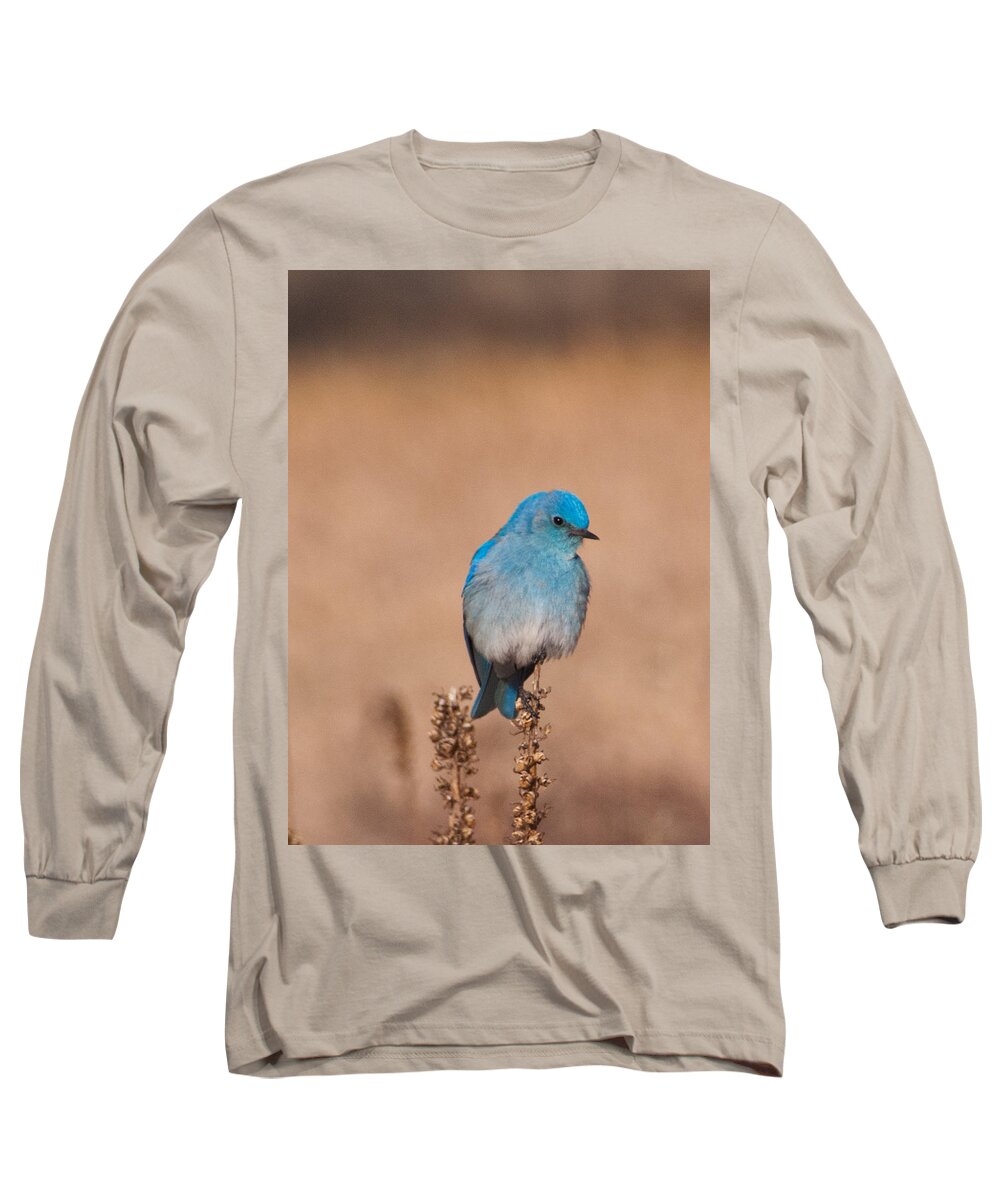Mountain Bluebird Long Sleeve T-Shirt featuring the photograph Mountain Bluebird by Cascade Colors
