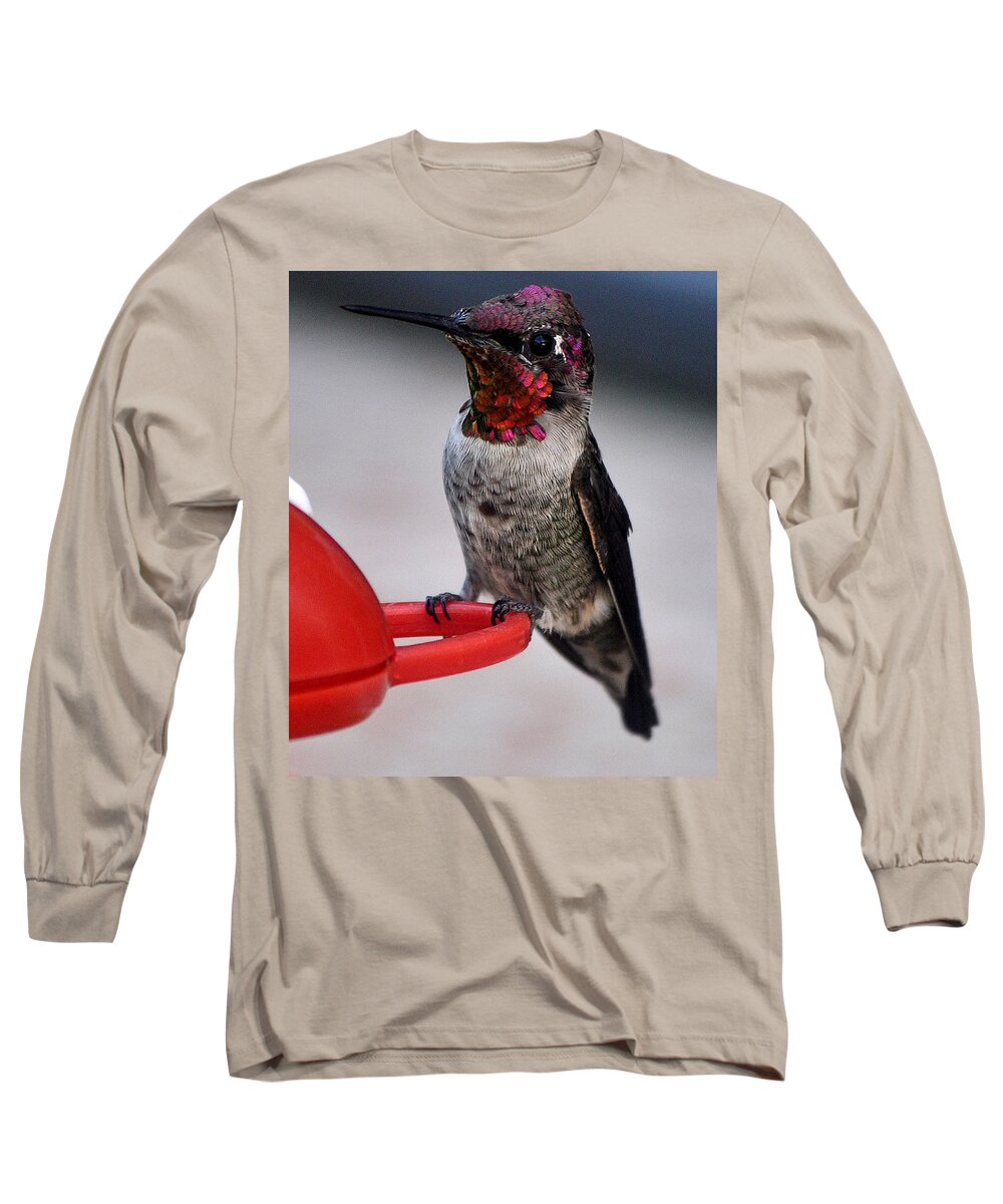 Hummingbird Long Sleeve T-Shirt featuring the photograph Multi Colored Hummingbird Male Anna by Jay Milo