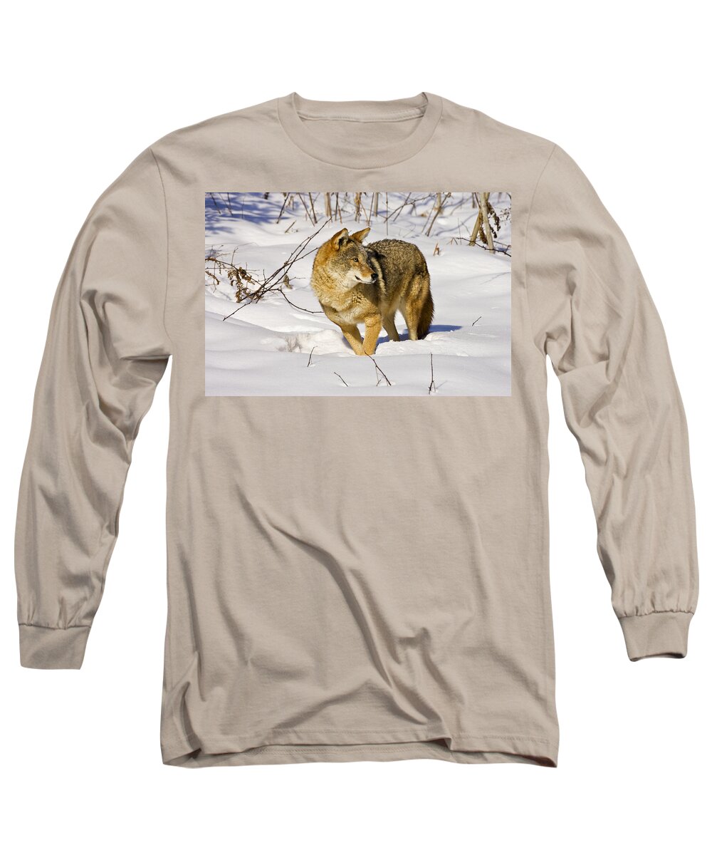 Coyote Long Sleeve T-Shirt featuring the photograph On Alert by Jack Milchanowski