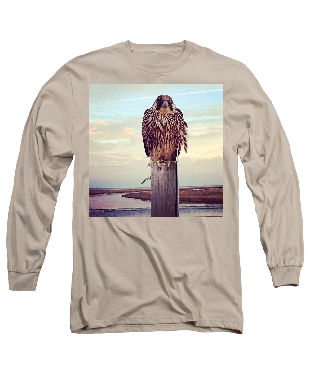 Wild Life Refuge Long Sleeve T-Shirt featuring the photograph Peregrine Falcon by Katie Cupcakes