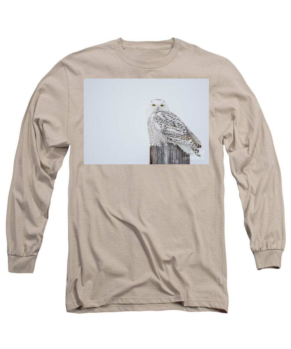 Snowy Owl Long Sleeve T-Shirt featuring the photograph Snowy Owl Perfection by Cheryl Baxter