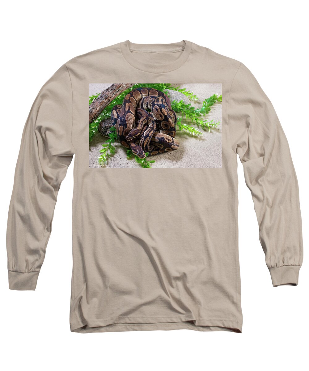 Photography Long Sleeve T-Shirt featuring the photograph Two Burmese Pythons Python Bivittatus by Panoramic Images