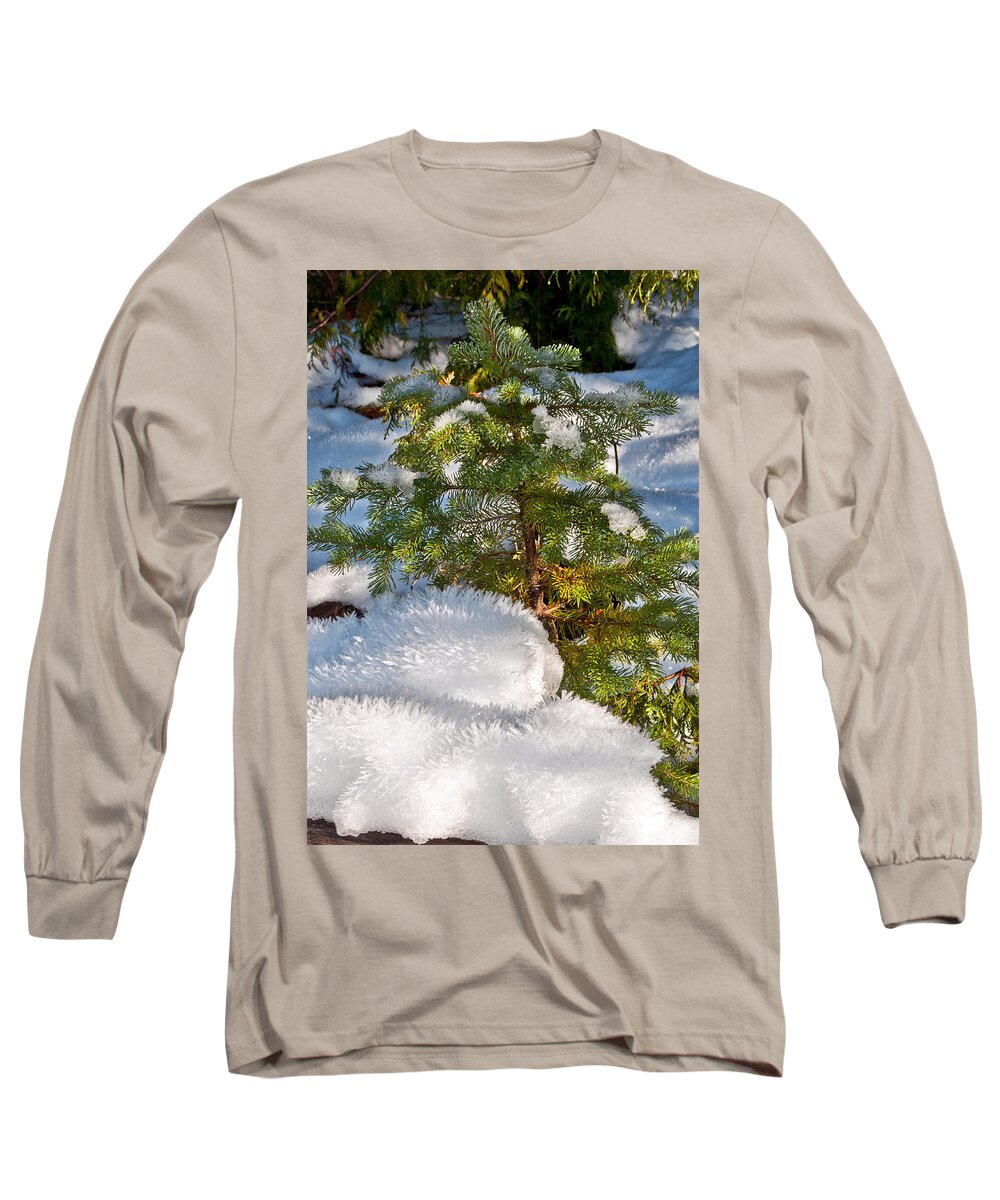 Young Winter Pine Long Sleeve T-Shirt featuring the photograph Young Winter Pine by Tikvah's Hope
