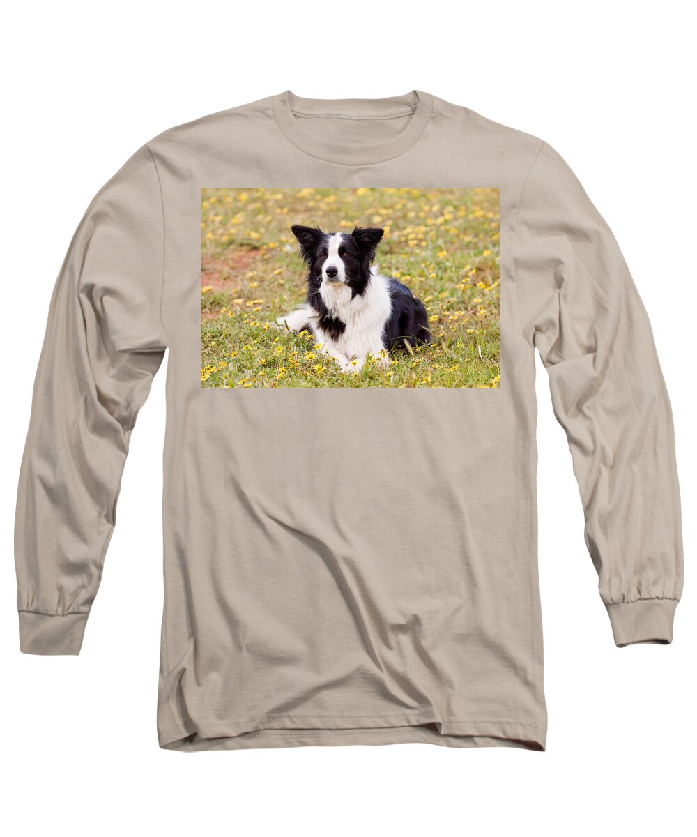 Border Collie Long Sleeve T-Shirt featuring the photograph Border Collie in Field of Yellow Flowers by Michelle Wrighton